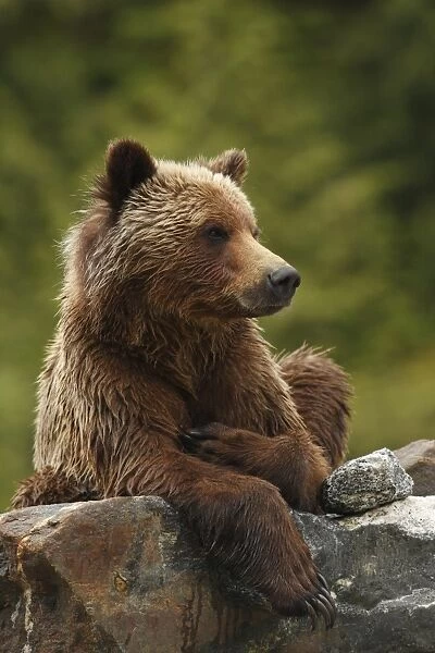 Grizzly Bear (Ursus arctos horribilis) adult, resting on rock in temperate coastal rainforest, Inside Passage