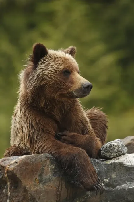 Framed Print : Grizzly Bear (Ursus arctos horribilis) adult, resting on rock in temperate coastal rainforest, Inside Passage Framed Print : Grizzly Bear (Ursus arctos horribilis) adult, resting on rock in temperate coastal rainforest, Inside Passage