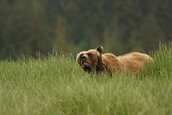 Grizzly Bear (Ursus arctos horribilis) adult, feeding on sedges in clearing of temperate coastal rainforest
