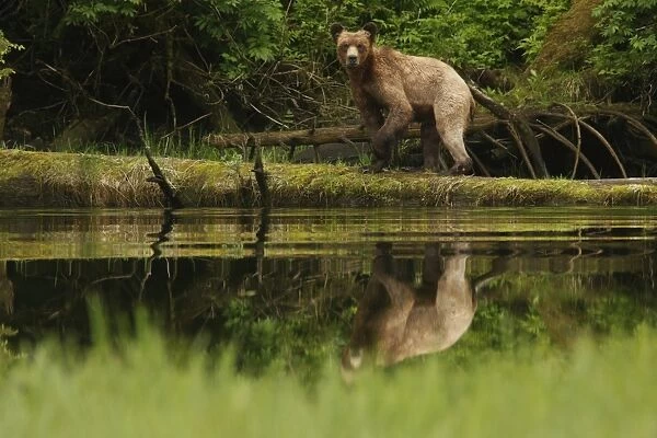 Grizzly Bear (Ursus arctos horribilis) adult, standing on log at edge of estuary at high tide