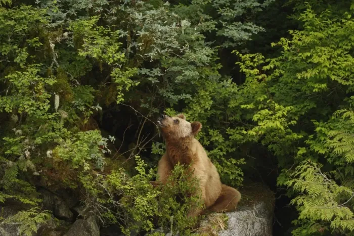 Framed Print : Grizzly Bear (Ursus arctos horribilis) adult, feeding on blueberries in temperate coastal rainforest, Inside Passage Framed Print : Grizzly Bear (Ursus arctos horribilis) adult, feeding on blueberries in temperate coastal rainforest, Inside Passage