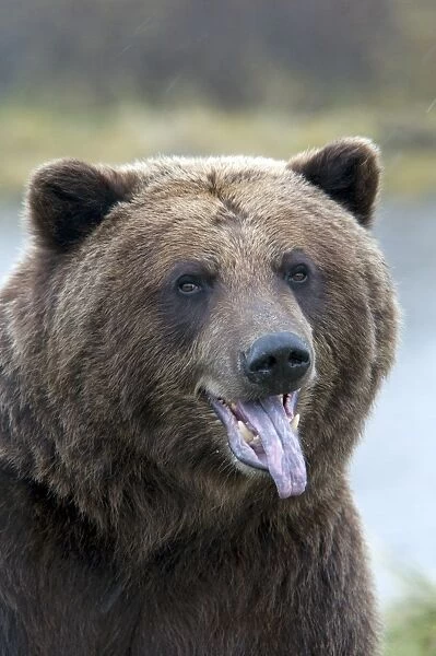 Grizzly Bear (Ursus arctos horribilis) adult, sticking tongue out, close-up of head, Alaska, U. S. A