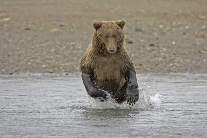 Framed Print : Grizzly Bear (Ursus arctos horribilis) adult, hunting salmon in water, Hallo Bay, Katmai N. P. Alaska, U. S. A