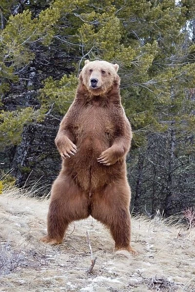 Grizzly Bear (Ursus arctos horribilis) adult, standing on hind legs, Montana, U. S. A. january (captive)