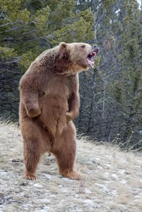 Framed Print : Grizzly Bear (Ursus arctos horribilis) adult, growling, standing on hind legs, Montana, U. S. A. january (captive)