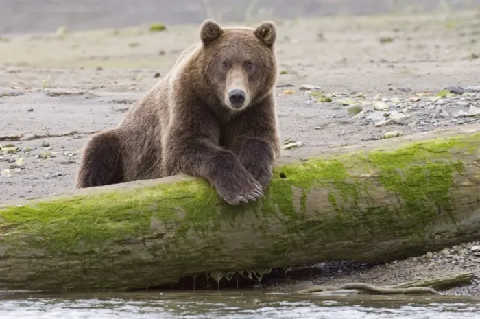 Framed Print : Grizzly Bear (Ursus arctos horribilis) adult, resting on log at edge of coastal creek, Katmai N. P. Alaska, U. S. A. august Framed Print : Grizzly Bear (Ursus arctos horribilis) adult, resting on log at edge of coastal creek, Katmai N. P. Alaska, U. S. A. august