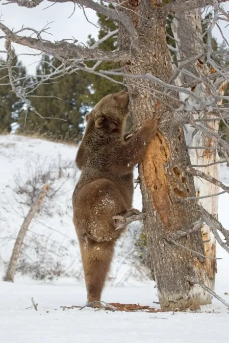 Framed Print : Grizzly Bear (Ursus arctos horribilis) adult, searching for food under bark of tree trunk in snow, Montana, U. S. A. january (captive) Framed Print : Grizzly Bear (Ursus arctos horribilis) adult, searching for food under bark of tree trunk in snow, Montana, U. S. A. january (captive)