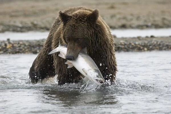 Grizzly Bear (Ursus arctos horribilis) adult, feeding, with freshly caught salmon in mouth, Katmai N. P. Alaska, U. S. A. august