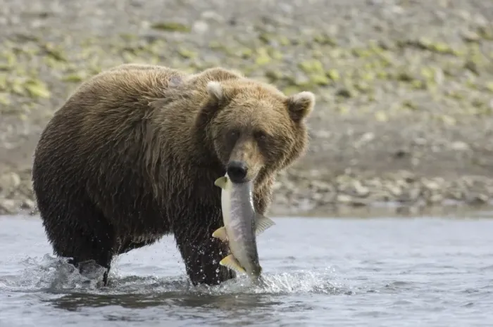 Framed Print : Grizzly Bear (Ursus arctos horribilis) adult, feeding, with freshly caught salmon in mouth, Katmai N. P. Alaska, U. S. A. august Framed Print : Grizzly Bear (Ursus arctos horribilis) adult, feeding, with freshly caught salmon in mouth, Katmai N. P. Alaska, U. S. A. august