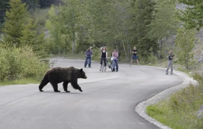 Framed Print : Grizzly Bear (Ursus arctos horribilis) adult, walking across road with people watching, Rocky Mountains, Alberta, Canada, june