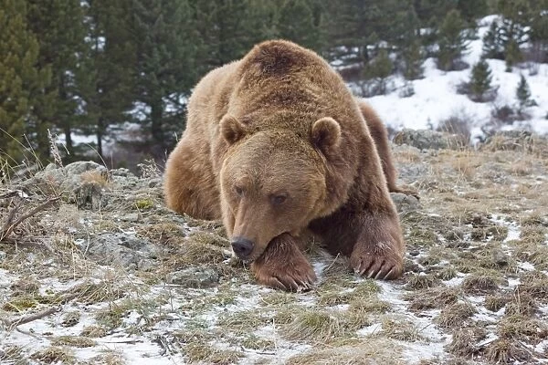 Grizzly Bear (Ursus arctos horribilis) adult, resting head on paw, in snow, Montana, U. S. A. january (captive)