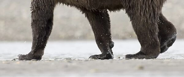 Grizzly Bear (Ursus arctos horribilis) adult, close-up of legs, walking along coastal creek, Katmai N. P. Alaska, U. S. A