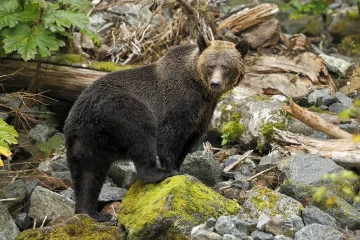 Framed Print : Grizzly Bear (Ursus arctos horribilis) adult female, standing on rocks in temperate coastal rainforest Framed Print : Grizzly Bear (Ursus arctos horribilis) adult female, standing on rocks in temperate coastal rainforest