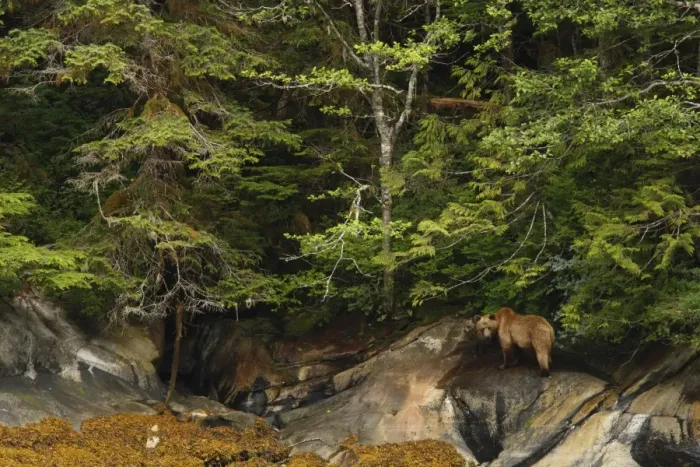 Framed Print : Grizzly Bear (Ursus arctos horribilis) adult female and cub, standing on shoreline in temperate coastal rainforest Framed Print : Grizzly Bear (Ursus arctos horribilis) adult female and cub, standing on shoreline in temperate coastal rainforest