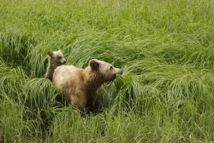 Framed Print : Grizzly Bear (Ursus arctos horribilis) adult female and cub, feeding on sedges in clearing of temperate coastal Framed Print : Grizzly Bear (Ursus arctos horribilis) adult female and cub, feeding on sedges in clearing of temperate coastal