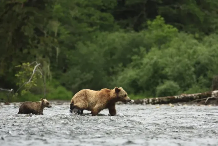 Framed Print : Grizzly Bear (Ursus arctos horribilis) adult female and cub, crossing river in temperate coastal rainforest Framed Print : Grizzly Bear (Ursus arctos horribilis) adult female and cub, crossing river in temperate coastal rainforest