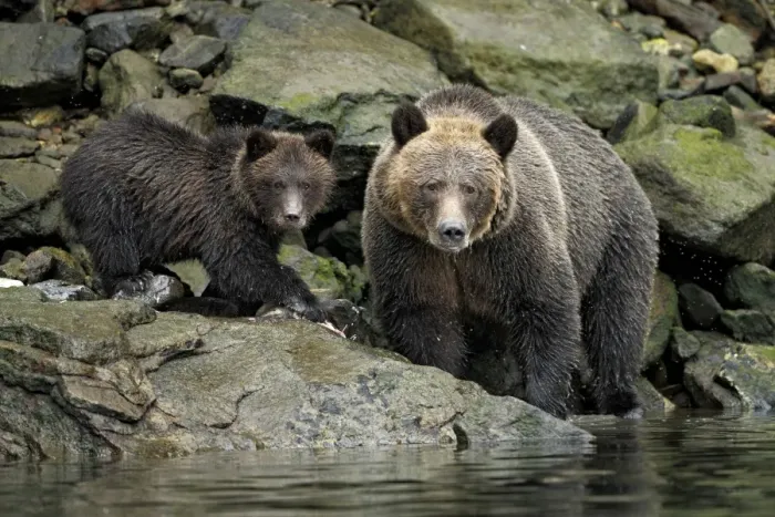 Framed Print : Grizzly Bear (Ursus arctos horribilis) adult female with cub, feeding on catch Framed Print : Grizzly Bear (Ursus arctos horribilis) adult female with cub, feeding on catch
