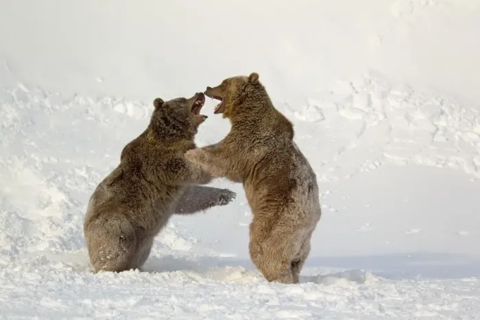 Framed Print : Grizzly Bear (Ursus arctos horribilis) two adults, fighting in snow, Montana, U. S. A. january (captive)