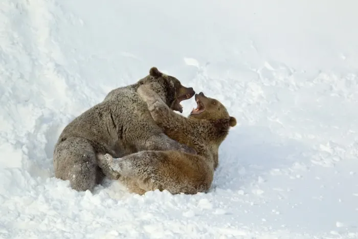 Framed Print : Grizzly Bear (Ursus arctos horribilis) two adults, fighting in snow, Montana, U. S. A. january (captive) Framed Print : Grizzly Bear (Ursus arctos horribilis) two adults, fighting in snow, Montana, U. S. A. january (captive)