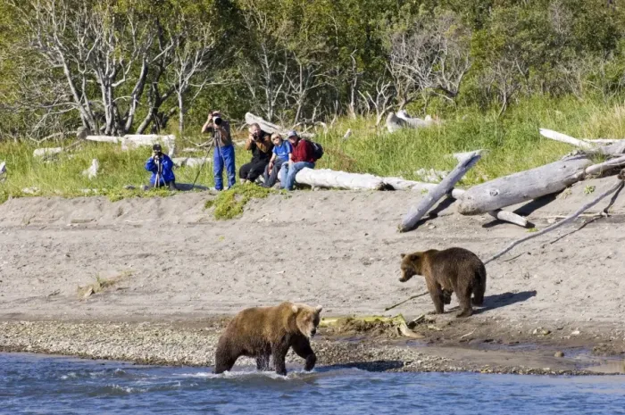 Framed Print : Grizzly Bear (Ursus arctos horribilis) two adults, at edge of water, with hikers taking photos in background, Katmai N. P. Alaska, U. S. A. august Framed Print : Grizzly Bear (Ursus arctos horribilis) two adults, at edge of water, with hikers taking photos in background, Katmai N. P. Alaska, U. S. A. august
