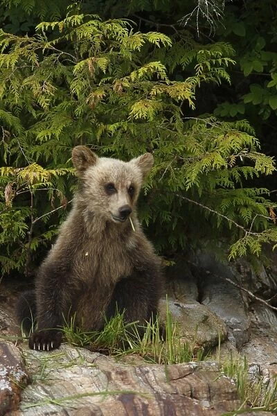 Grizzly Bear (Ursus arctos horribilis) cub, feeding on sedges, sitting on rock in temperate coastal rainforest