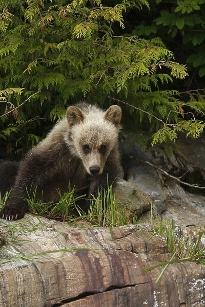 Grizzly Bear (Ursus arctos horribilis) cub, sitting on rock in temperate coastal rainforest, Inside Passage