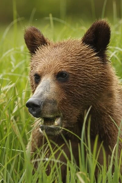 Grizzly Bear (Ursus arctos horribilis) cub, close-up of head, feeding on sedges in clearing of temperate coastal