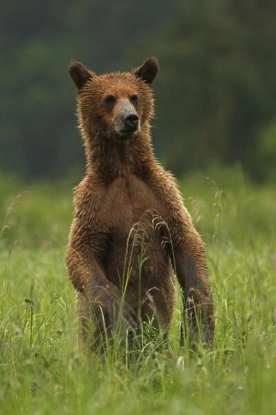 Grizzly Bear (Ursus arctos horribilis) cub, standing on back legs in clearing of temperate coastal rainforest