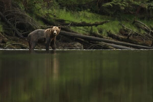 Grizzly Bear (Ursus arctos horribilis) subadult, standing in river of temperate coastal rainforest, Inside Passage