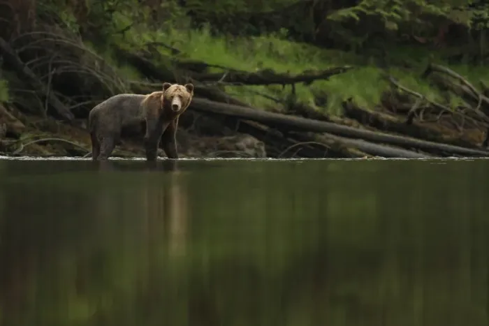 Framed Print : Grizzly Bear (Ursus arctos horribilis) subadult, standing in river of temperate coastal rainforest, Inside Passage Framed Print : Grizzly Bear (Ursus arctos horribilis) subadult, standing in river of temperate coastal rainforest, Inside Passage