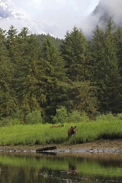 Grizzly Bear (Ursus arctos horribilis) two subadults, standing at edge of estuary in temperate coastal rainforest