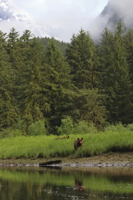 Framed Print : Grizzly Bear (Ursus arctos horribilis) two subadults, standing at edge of estuary in temperate coastal rainforest Framed Print : Grizzly Bear (Ursus arctos horribilis) two subadults, standing at edge of estuary in temperate coastal rainforest