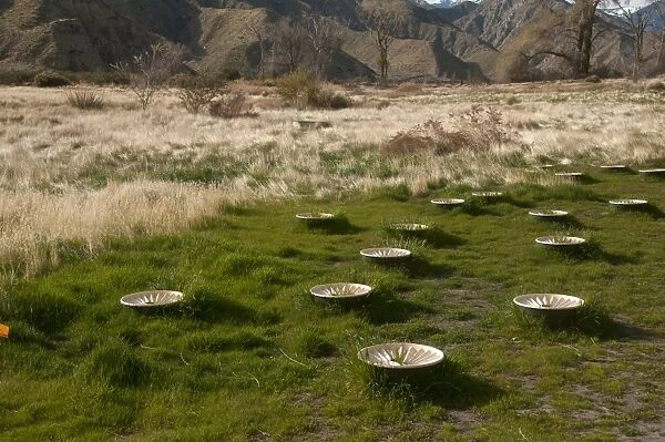 Groasis Waterboxx, plastic boxes designed to help grow trees in desert, Whitewater Preserve, Southern California, U. S. A