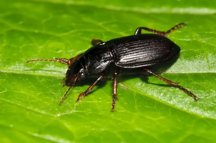 Framed Print : Ground Beetle (Amara aulica) adult, resting on leaf in garden, Belvedere, Bexley, Kent, England, July Framed Print : Ground Beetle (Amara aulica) adult, resting on leaf in garden, Belvedere, Bexley, Kent, England, July