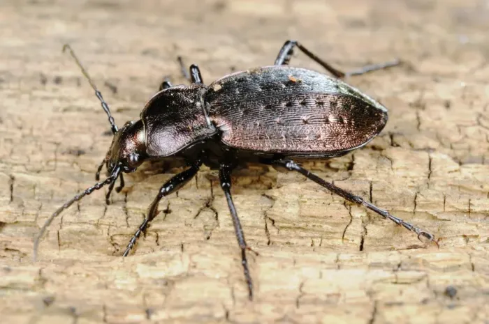 Framed Print : Ground Beetle (Carabus concolor) adult, standing on log, Italy, august Framed Print : Ground Beetle (Carabus concolor) adult, standing on log, Italy, august