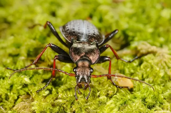Framed Print : Ground Beetle (Carabus linnei) adult, standing on moss, Italy, june Framed Print : Ground Beetle (Carabus linnei) adult, standing on moss, Italy, june