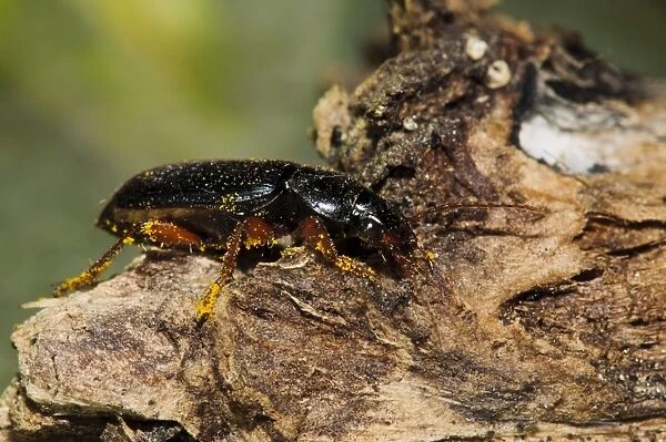Ground Beetle (Harpalus affinis) adult, with pollen grains on legs, walking across dead wood in garden, Belvedere