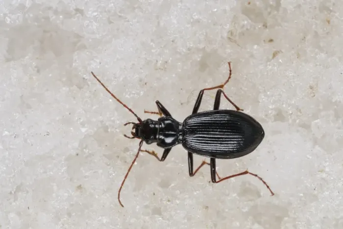 Framed Print : Ground Beetle (Nebria germari) adult, standing on ice of glacier, Italian Alps, Italy, July Framed Print : Ground Beetle (Nebria germari) adult, standing on ice of glacier, Italian Alps, Italy, July