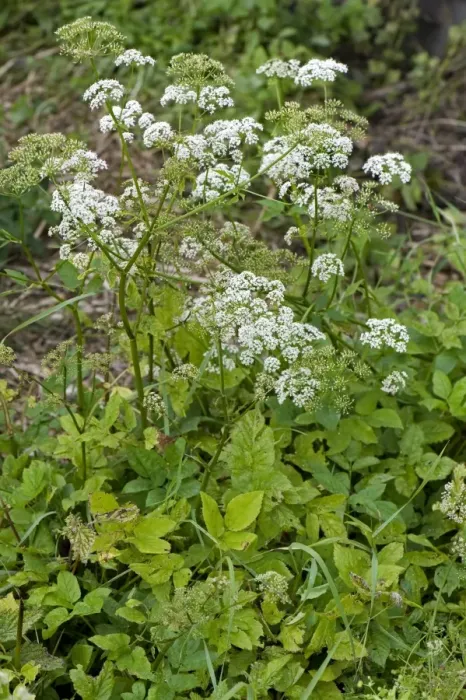 Framed Print : Ground elder, Aegopodium podagraria, flowering invasive garden weeds