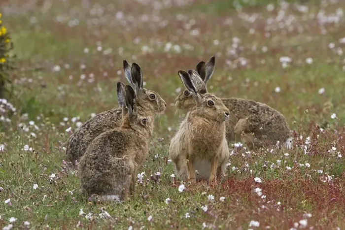 Framed Print : Group of Brown Hares on Havergate Island, Suffolk Framed Print : Group of Brown Hares on Havergate Island, Suffolk