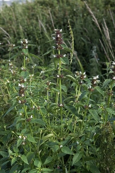 A group of common hemp-nettle, Galeopsis tetrahit, plants at the end of their flowering on the Axe Estuary Wetlands