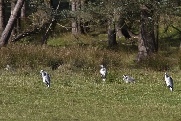 A group of five Grey Heron, taken on the isle of Jura
