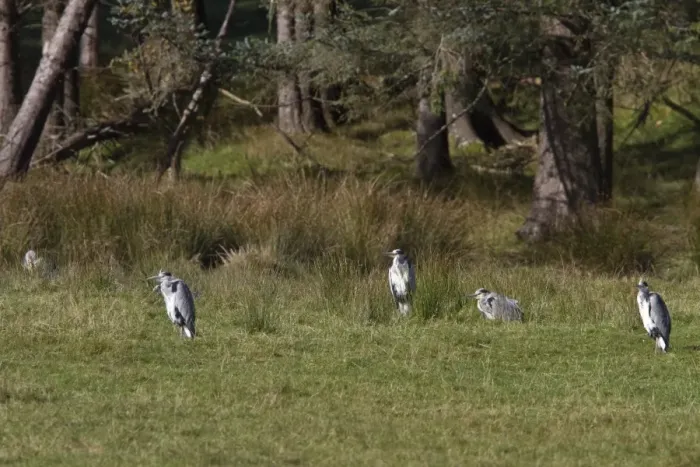 Framed Print : A group of five Grey Heron, taken on the isle of Jura Framed Print : A group of five Grey Heron, taken on the isle of Jura