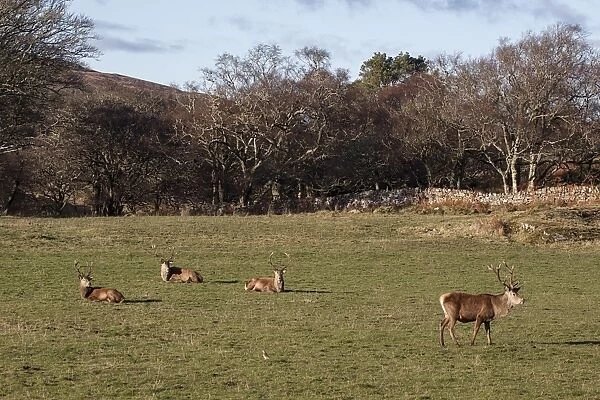 Group of Red Deer stags at Ardlussa on the Isle of Jura - Scotland