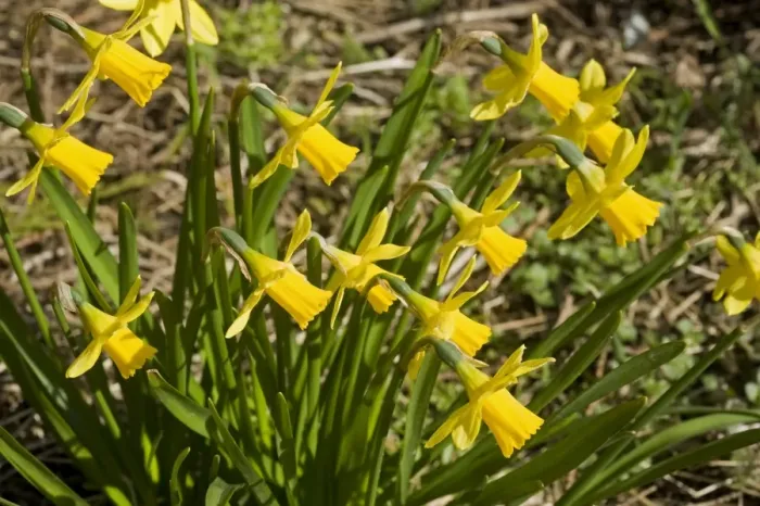 Framed Print : A group of small narcissi, Narcissus Tete a Tete, flowering with heads all facing in the same direction