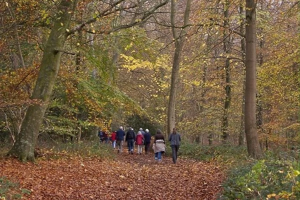 Group of walkers in woodland, near Eartham, West Sussex, England, november