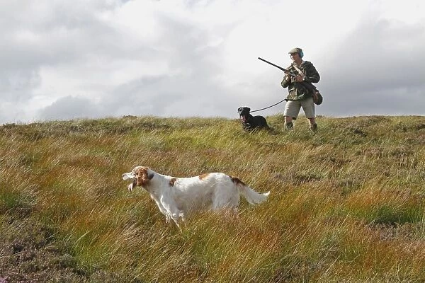 Grouse shooting, man with shotgun, retriever and setter dogs on moorland, Cairngorms N. P. Highlands, Scotland, August