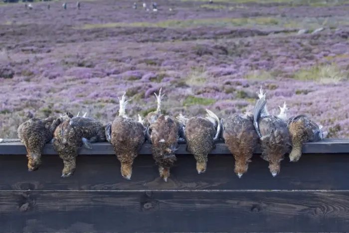 Framed Print : Grouse shooting, Red Grouse (Lagopus lagopus scoticus) shot birds on shooting butt in moorland, Yorkshire, England Framed Print : Grouse shooting, Red Grouse (Lagopus lagopus scoticus) shot birds on shooting butt in moorland, Yorkshire, England