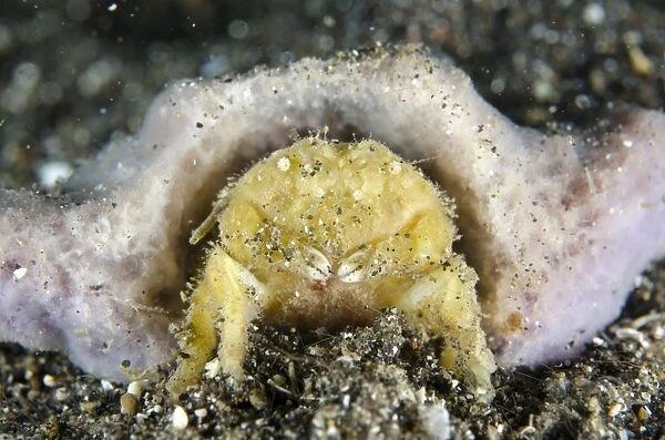 Grumpy Sponge Crab (Mclaydromia dubia) adult, with sponge for protection, Lembeh Straits, Sulawesi, Sunda Islands
