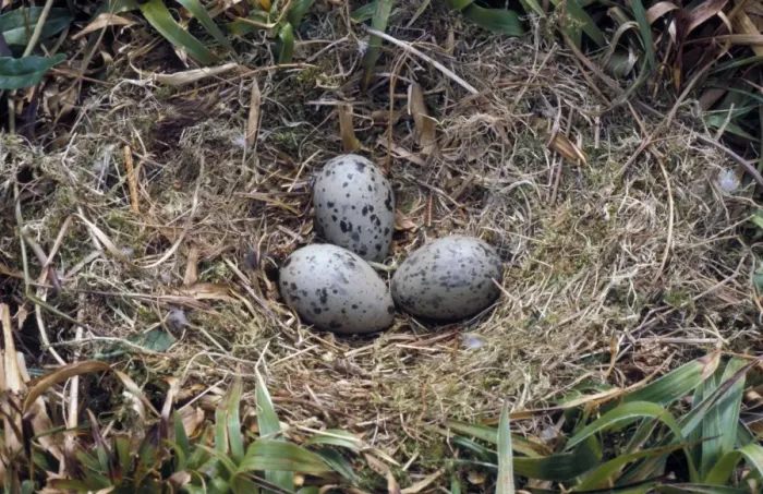 Framed Print : GtBlack-backed Gull (Larus marinus) Nest and three eggs Framed Print : GtBlack-backed Gull (Larus marinus) Nest and three eggs
